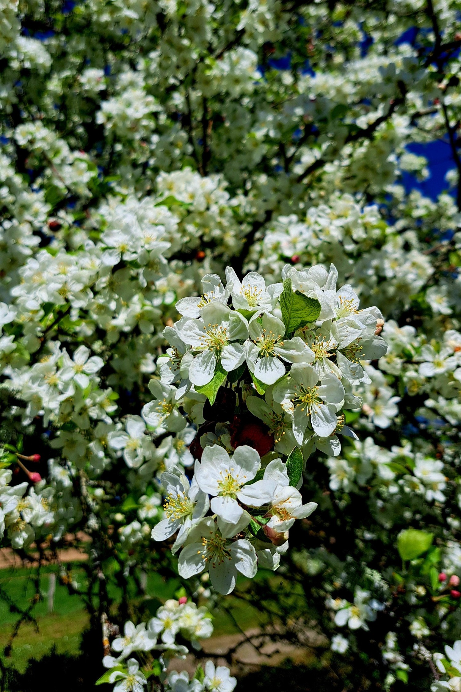 chateau-de-la-borie-jardins-fleurs.jpg